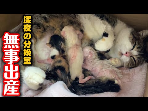 リスクのある妊婦猫が無事に出産しました サムネイル