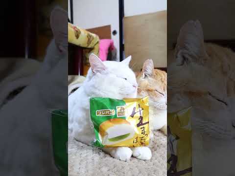 生まっちゃあんぱん　ほいっぷ　260316　のせ猫　 cat　 cute　 kitty　 ねこ　 猫のいる暮らし　 k… サムネイル