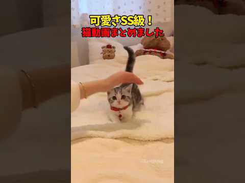 可愛さSSS級😍 サムネイル