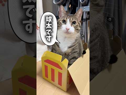 人間が喜ぶ事cats memories 球太 サムネイル