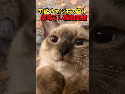 可愛さマンモス🦣