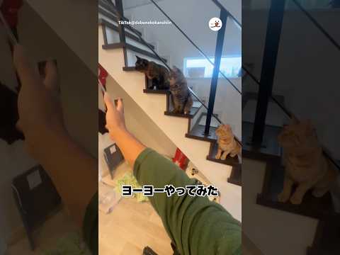 猫の前でヨーヨーやってみたら｜PECO サムネイル