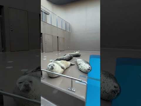 加茂ゴマフアザラシ　ゴマフアザラシ　shorts   加茂水族館 サムネイル