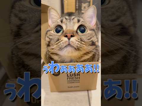 【天使】最近の可愛すぎる猫たち...!! cat 猫 サムネイル