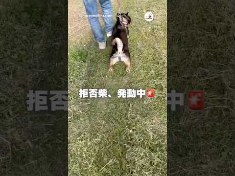 最高級の拒否柴｜PECO サムネイル