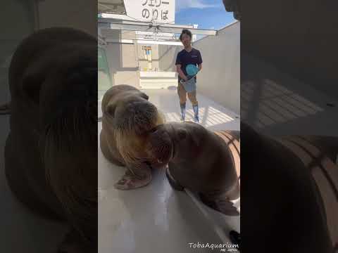 《鳥羽水族館》セイウチ「ツララ」の誕生日まであと１日‼️鳥羽水族館 animals セイウチ walrus 誕生日