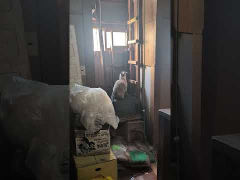 シャム猫cat サムネイル