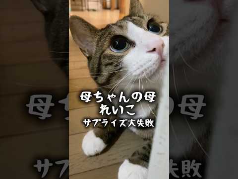 お婆ちゃんの誕生日サプライズ大失敗三太の最後のイカ耳が球太⁈ cats shorts 球太 サムネイル
