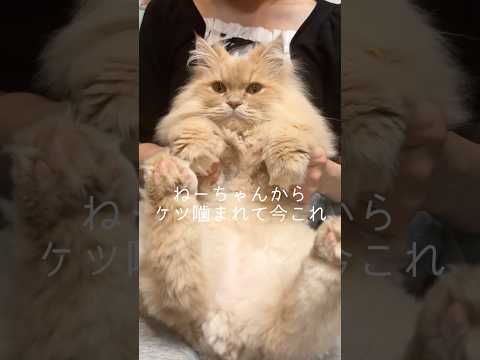 ケツ噛まれて今これ shorts 猫 猫好きさんと繋がりたい サムネイル
