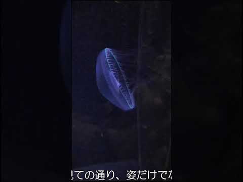 新生　加茂水族館のここがすごいよ！その③ 水族館 加茂水族館 aquarium Dr.クラゲさん