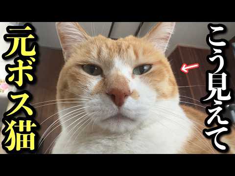 朝5時から始まる元ボスの一日【猫の日】 サムネイル