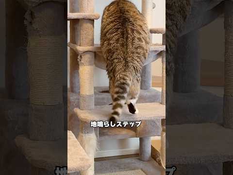 りっちゃんが猫っぽいことしてる瞬間を実況してみたら🤣🤣🤣 猫 サムネイル