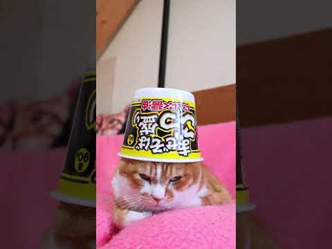 まぜそば　ごつ盛り　にんにく醤油　260826　 cat　 のせ猫　 kitten　 まぜそば　 cute　 にんにく…