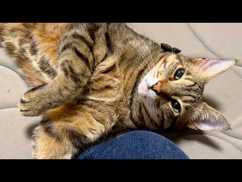 飼い主に名前を呼ばれるだけで、ゴロゴロが鳴り止まずデロ甘えする猫の愛が重すぎて最高でした…。 サムネイル