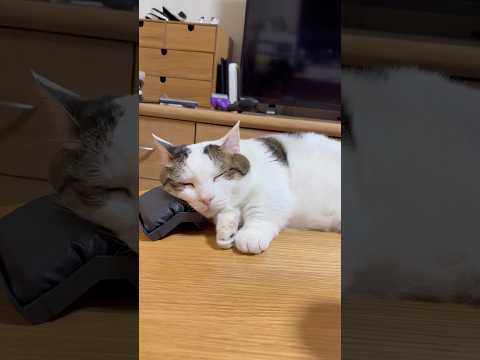 枕を置いてくれてありがとう サムネイル
