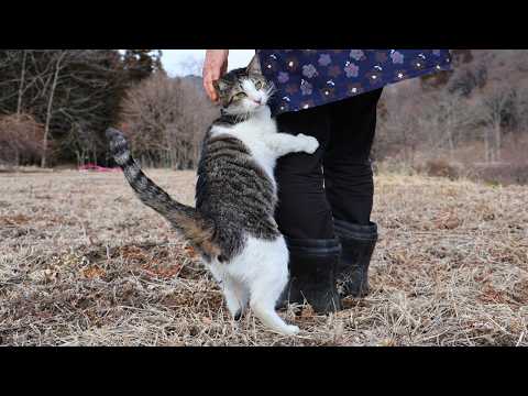 さばじろうと散歩　Cat walk　260406 サムネイル