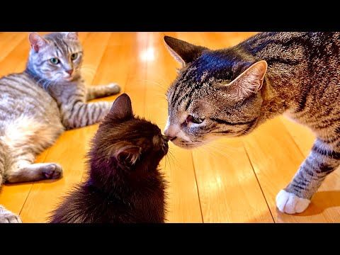 子猫と凶暴な猫が初めて対面した結果。。