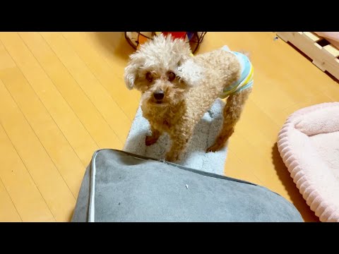 ココちゃんは実は... サムネイル