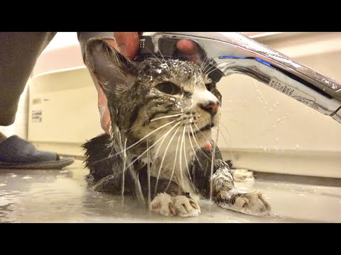 脱走が懲りない猫に水の制裁を下した結果。。 サムネイル