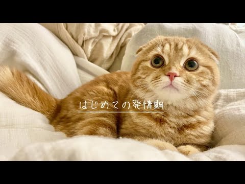 はじめての発情期【スコティッシュフォールド】