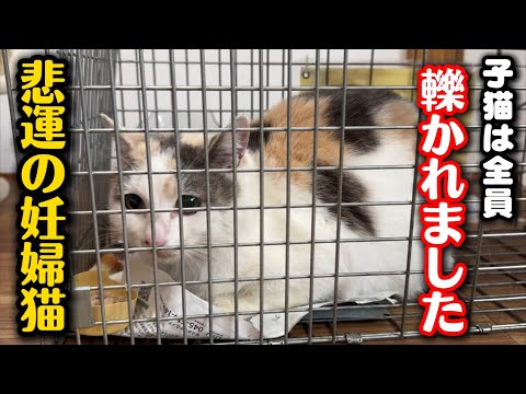 子猫を車に轢かれ失った妊婦猫を緊急で保護しました
