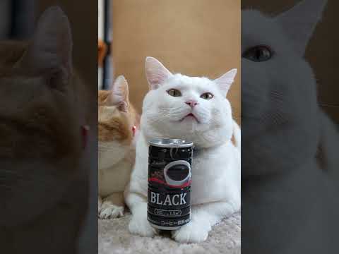 BLACK　260505 cat のせ猫 cute　 しろねこ 猫のいる暮らし 缶コーヒー　 猫　 珈琲　 ねこ　 ブ… サムネイル