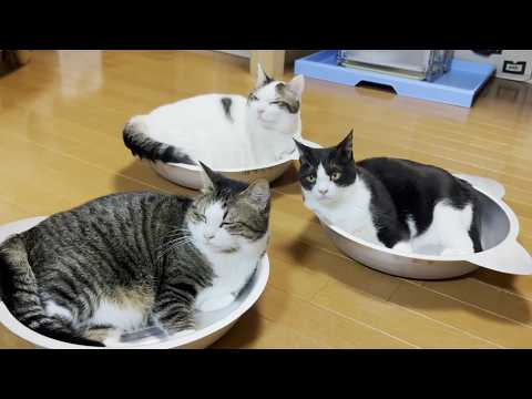 満員御礼の猫鍋に入りたくて順番待ちする出遅れた猫 サムネイル