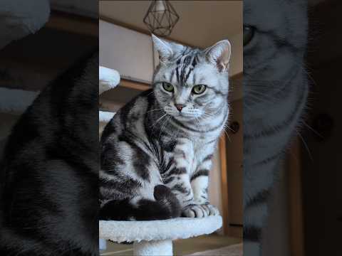 アメショーのラッテ アメショ アメリカンショートヘア 猫と暮らす家＃猫との暮らし猫 サムネイル