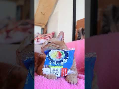ぷりぷり 冷やし中華 こんにゃくヌードル 260610 cat のせ猫 cute lぷりぷり 冷やし中華 c…