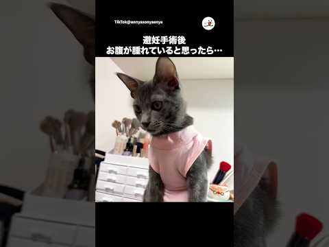 お腹が腫れてると思ったら…｜PECO サムネイル