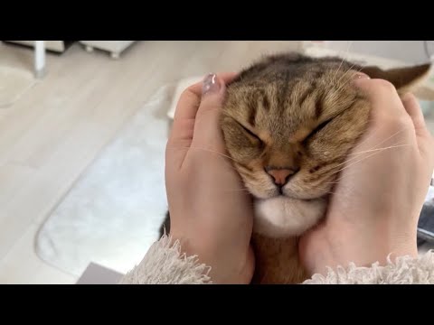ママの家事をお手伝いしたつもりが裏目に出て結局もみくちゃにさせる猫 サムネイル