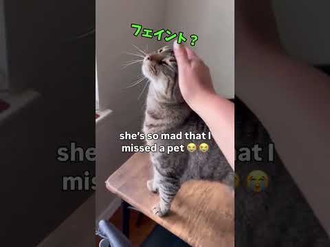 おねだり上手な猫、発見！🥺
