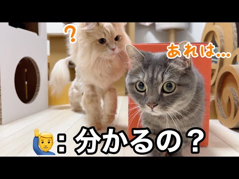 猫たちにロボットを導入した結果、真実に気づいてしまう…。【HHOLOVE Yuno 360°スマート給餌器】 サムネイル