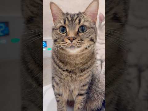 愛猫たちが可愛すぎて、人生が楽しい...www cat 猫 サムネイル