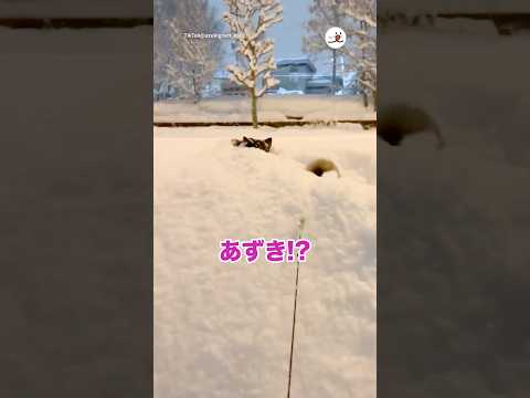 雪が大好きすぎてコレ🤭｜PECO サムネイル