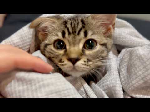 【天使】スコティッシュの子猫をタオルで包んだら可愛すぎた...!!笑