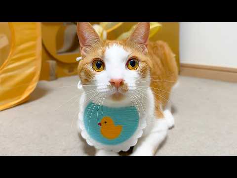 どんどん大人になっていく猫を強制的に子猫に戻します。 サムネイル