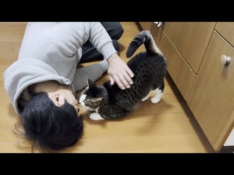 「こっちおいで」が分かる賢い猫は豆大福には風当たりが強い サムネイル