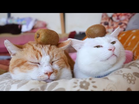 キウイ　のせ猫　260111 サムネイル
