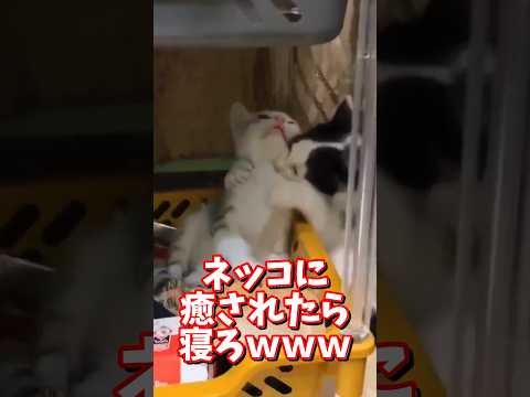 ネッコの動画で癒されたら寝ろｗｗｗ　2ch  動物  猫 癒やし ねこ動画 サムネイル