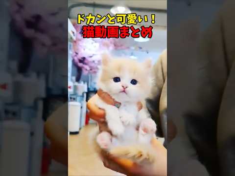 どっかああああああん！ 猫 cat cats cute サムネイル