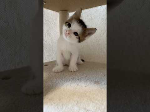 おかっぱ系