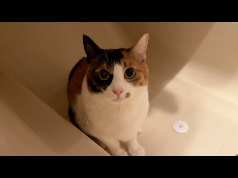 三毛猫の逆襲 サムネイル