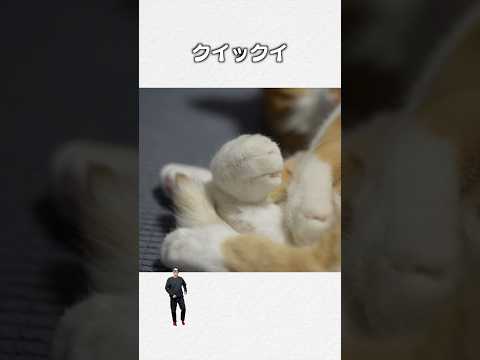 「猫の手クイックイ」猫あるある|フルはApple Musicほか音楽アプリへ サムネイル