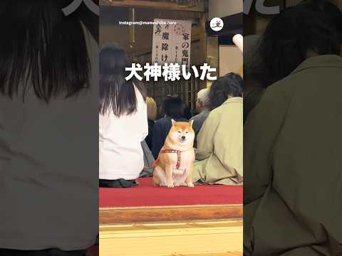 神様かと思った｜PECO サムネイル