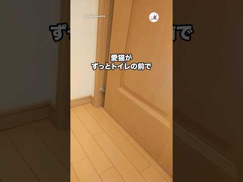 腹痛でトイレで気絶して救急車で運ばれて以来、愛猫が…😭｜PECO