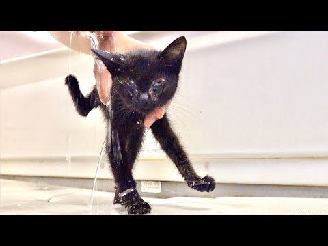 ノミとダニまみれの子猫をシャンプーした結果。。