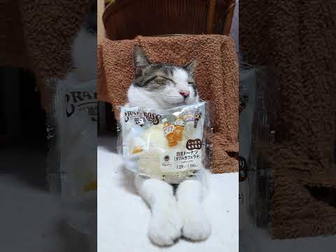 白生ドーナツ（ダブルカフェラテ）　260208　 cat cute ねこ　 ネコ kitten 猫のいる暮らし　 ki… サムネイル