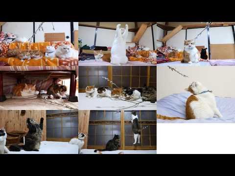ねこやなぎで遊ぶ猫たち　260318 サムネイル