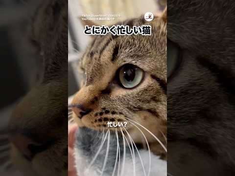 深夜に忙しい猫｜PECO サムネイル